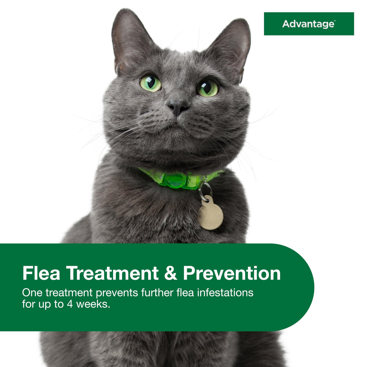 Topical Cat Flea Treatment and Prevention for Large Cats Over 9 lbs O464820