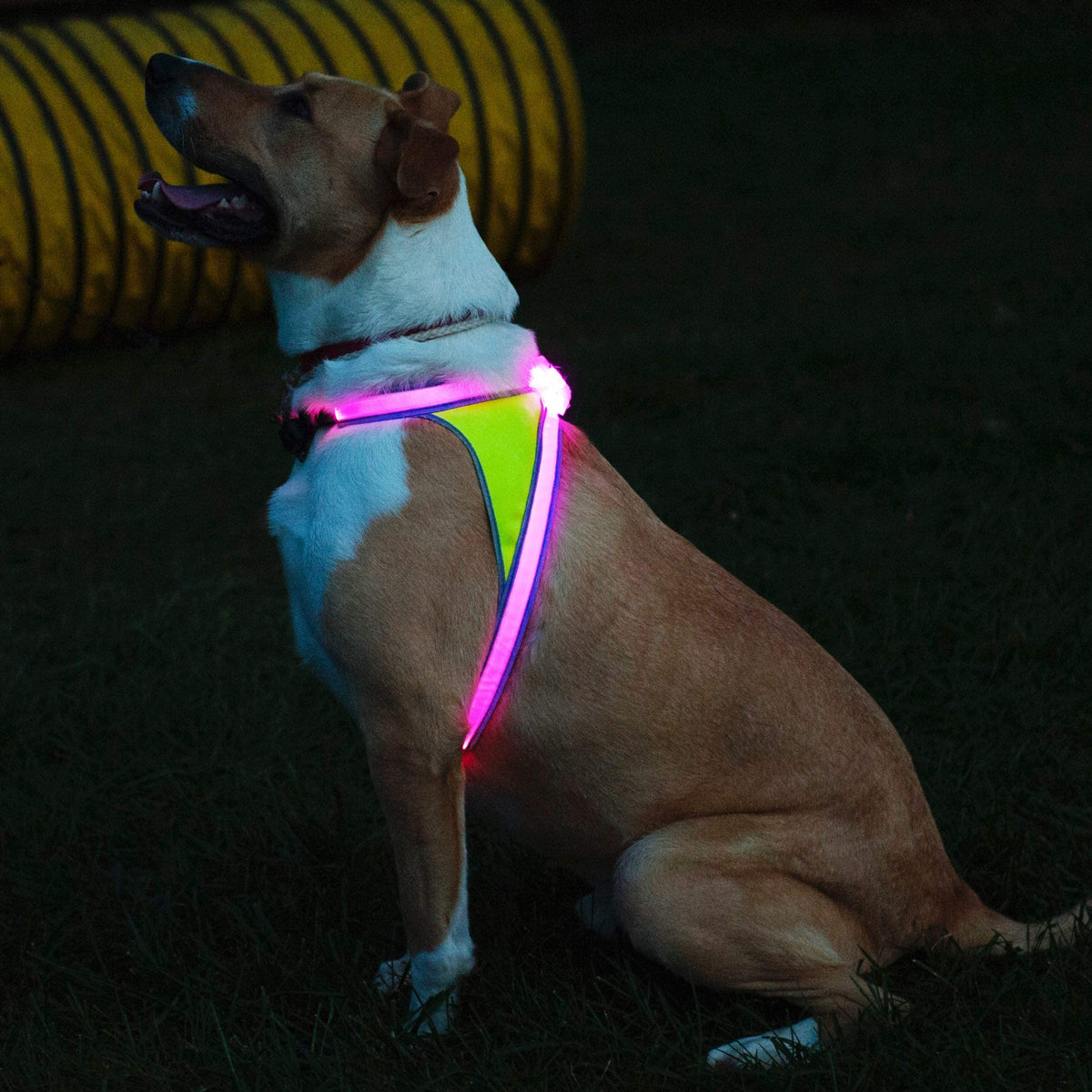 Reflective Light Up Dog Harness Large T877476